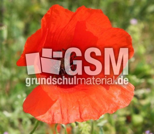 Mohn 083.jpg
